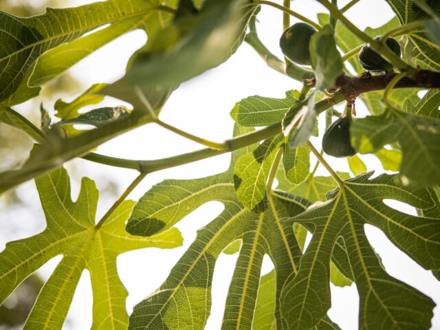 Week-end nature – immersion sensorielle & reconnexion dans la Drôme