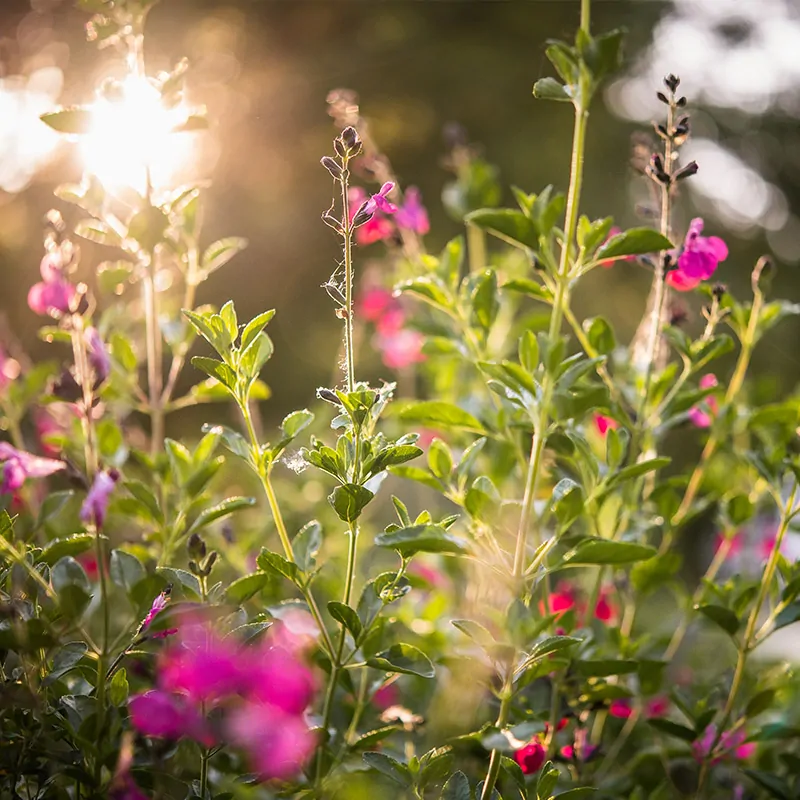 Jardin fleurs week-end insolite Drome